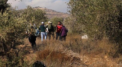 نابلس: مستوطنون يقطعون 70 شجرة زيتون في قرية قريوت