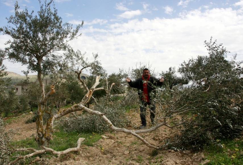 الخليل: قوات الاحتلال تقتلع وتحطم أشجار زيتون وتهدم وحدة صحية وبئر مياه