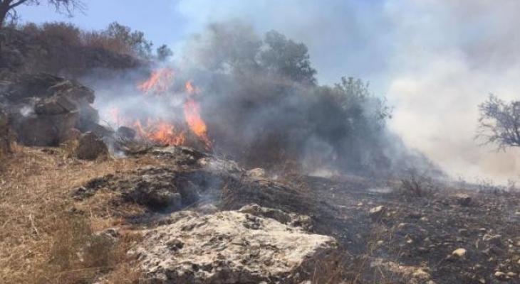 الخليل : مستوطنون يحرقون أراضي زراعية في بلدة سعير