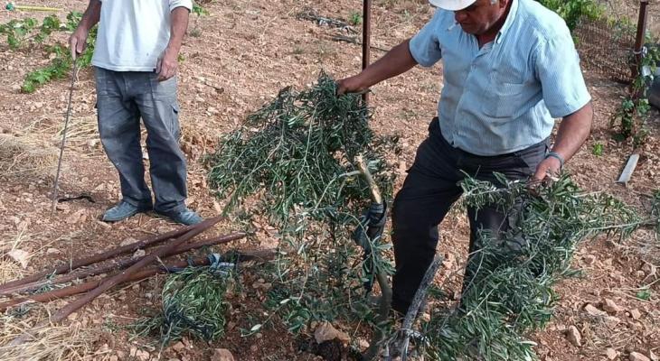 الخليل : مستوطنون يقطعون 25 شجرة زيتون وعنب في بيت أمر