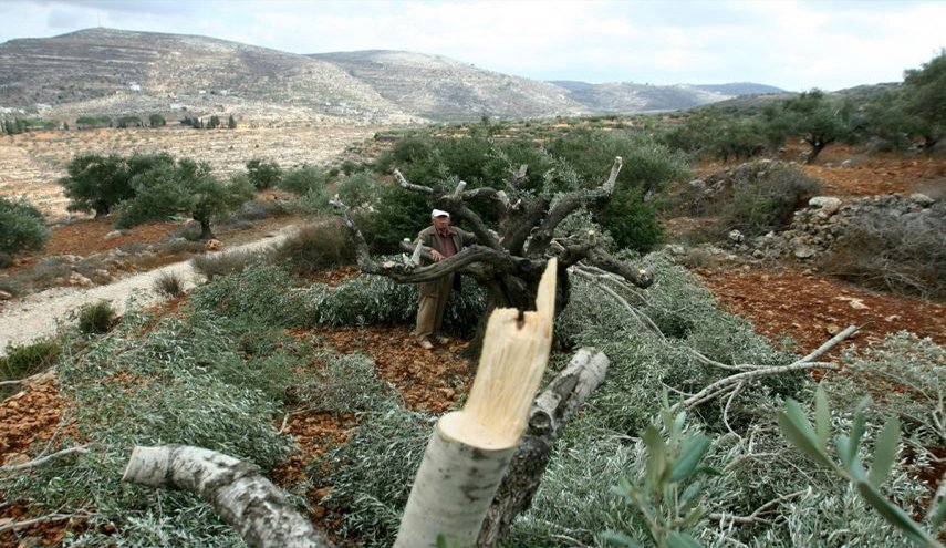 الاحتلال يقتلع 50 شجرة زيتون ويهدم جداراً استنادياً بالقدس