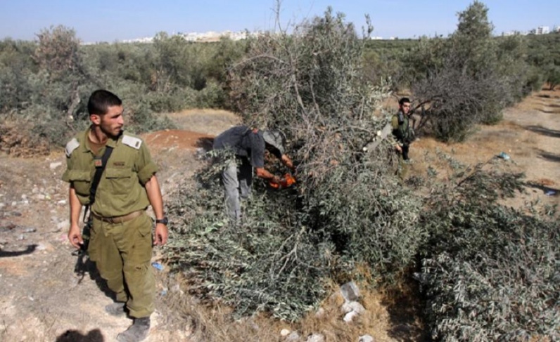 الاحتلال يقتلع 50 شجرة زيتون ويهدم جدارا استناديا في حزما