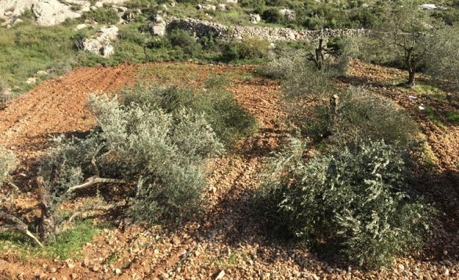 الاحتلال يجرف أراضي ويقتلع عشرات أشجار الزيتون شمال سلفيت