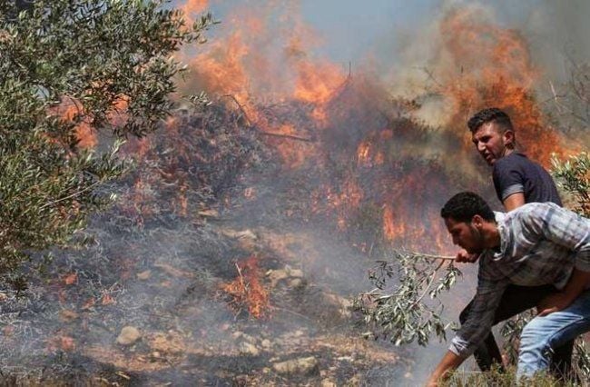 مستوطنون يحرقون خيمتين ويسرقون أغنامًا في دير دبوان شرق رام الله