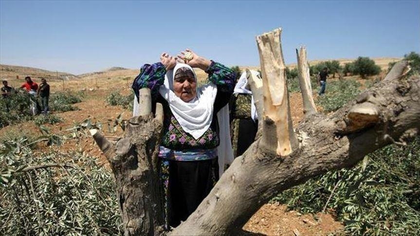 الاحتلال يقتلع 70 شجرة زيتون في حارس