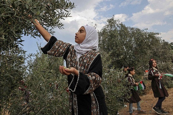 قوات الاحتلال تمنع مواطنين من قطف ثمار الزيتون في بيت لحم ونابلس