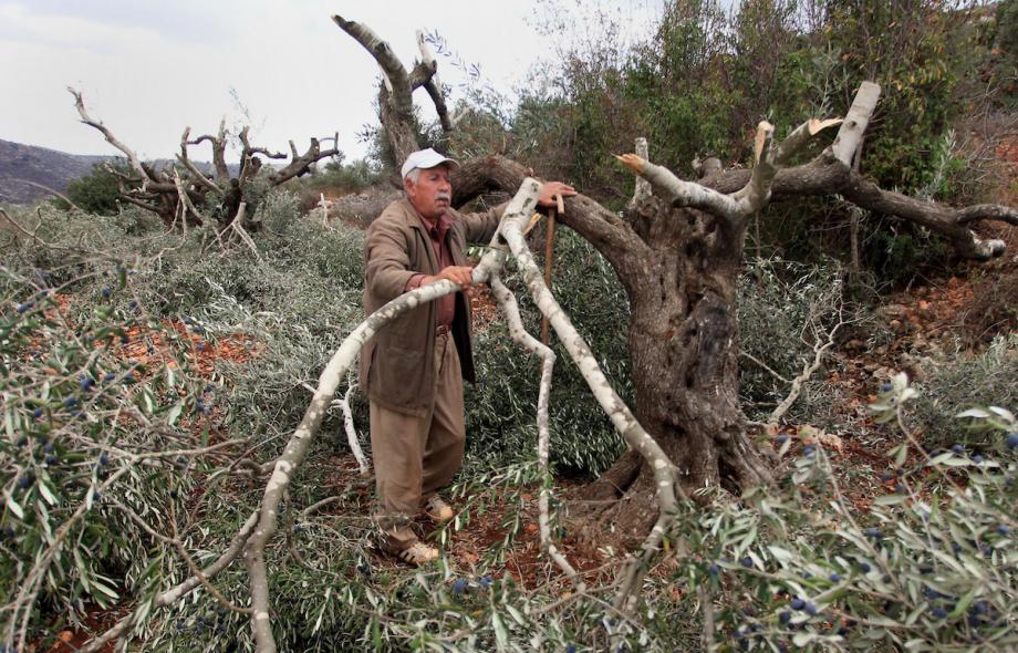 الاحتلال يقتلع العشرات من أشجار الزيتون في نحالين غرب بيت لحم