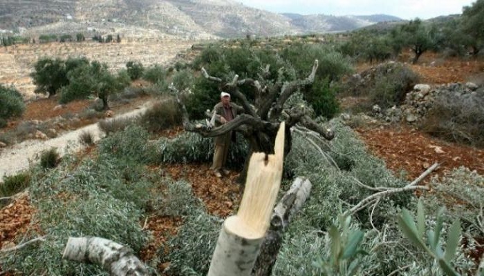 الاحتلال ومستوطنيه يقتلعون 300 شجرة كرمة غرب بيت لحم
