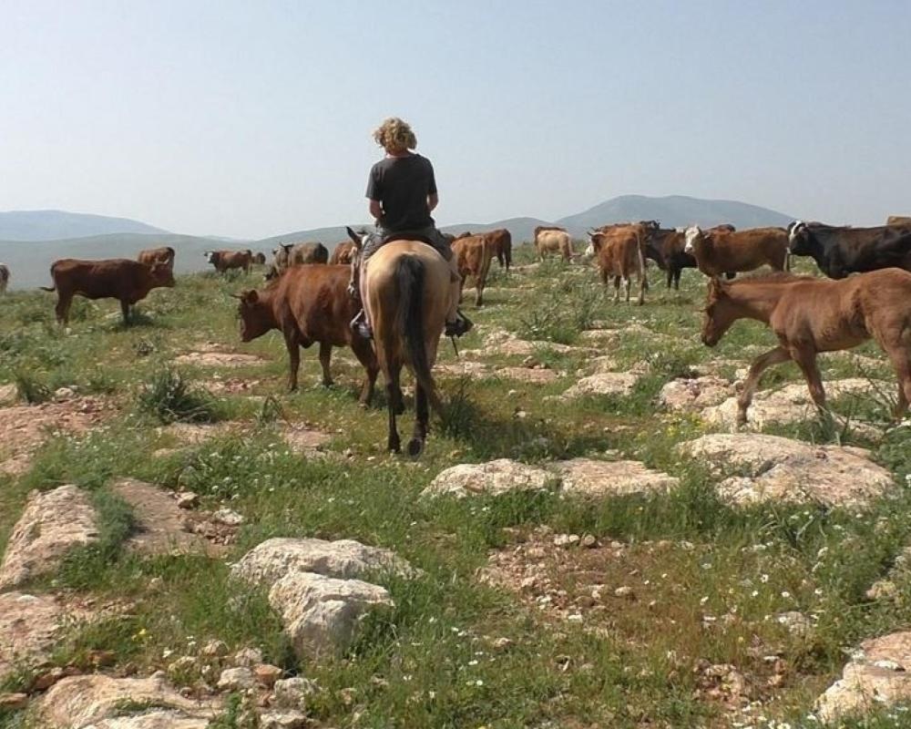 مستوطنون يرعون مواشيهم في مزارع المواطنين في تجمع شلال العوجا شمال أريحا
