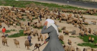 مستوطنون يعتدون على شاب ويسرقون 250 رأس غنم غرب أريحا