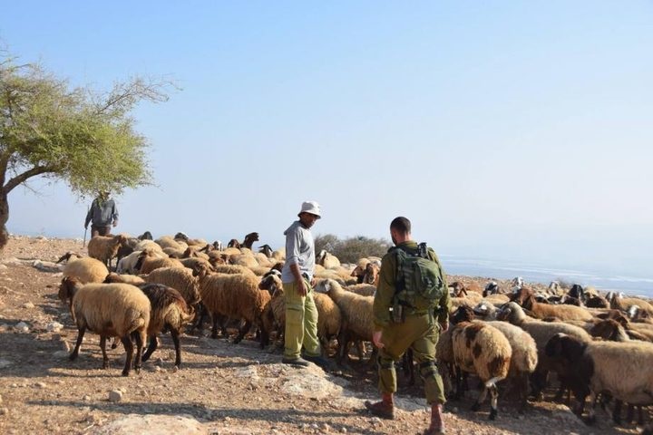 مستوطنون يسرقون أغناما بمسافر يطا جنوب الخليل