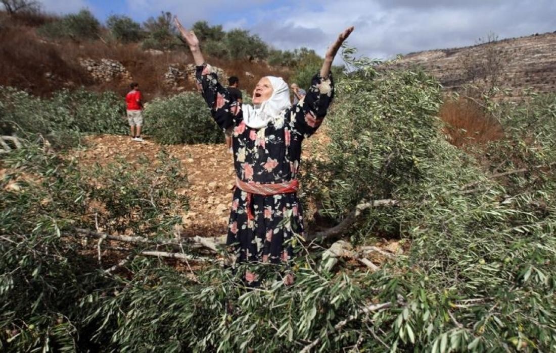 الاحتلال يقتلع أشجار زيتون في بلدة سنجل
