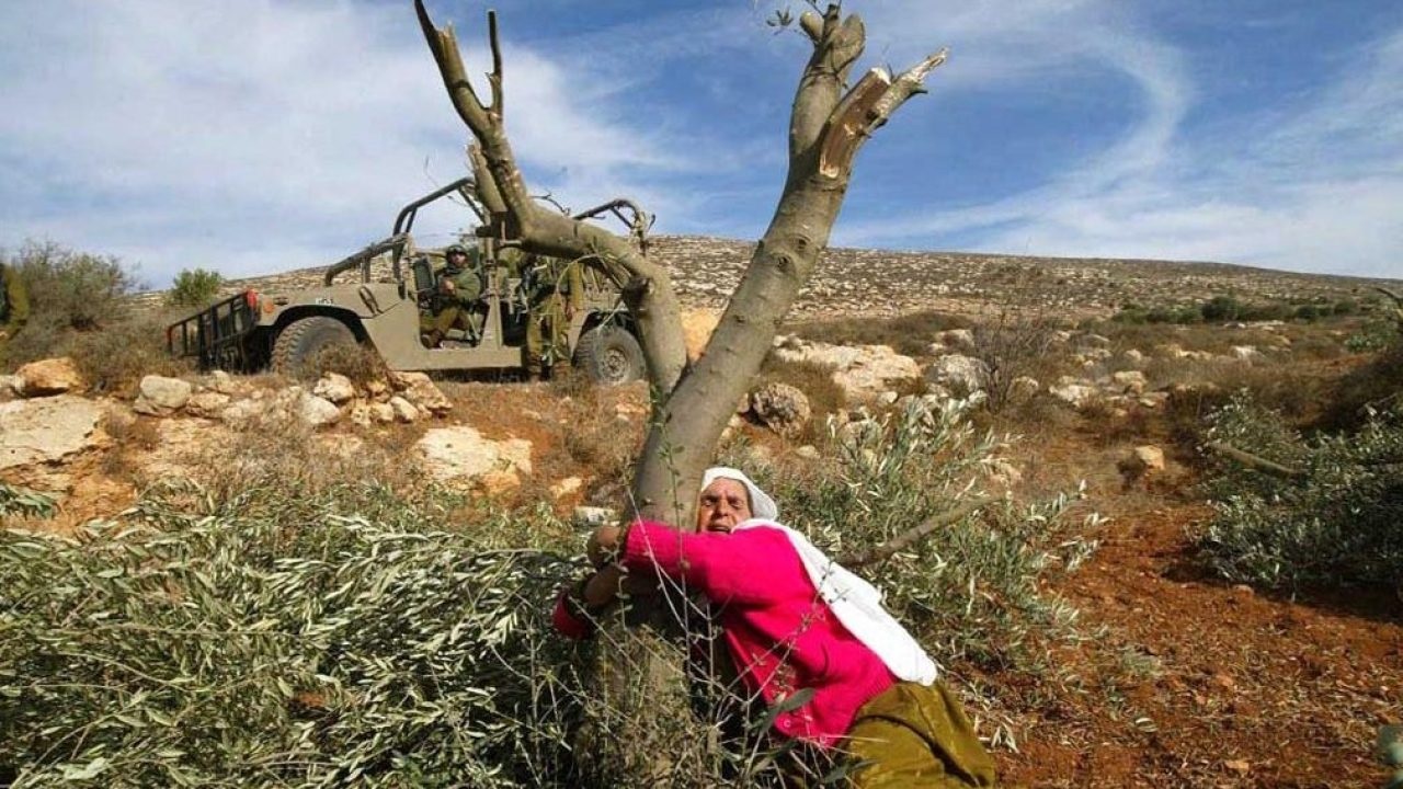 مستوطنون يقطعون أشجار زيتون شرق يطا جنوب الخليل