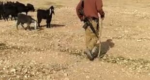مستوطنون مسلحون يرعون مواشيهم بين منازل المواطنين ويتلفون ممتلكات شمال أريحا