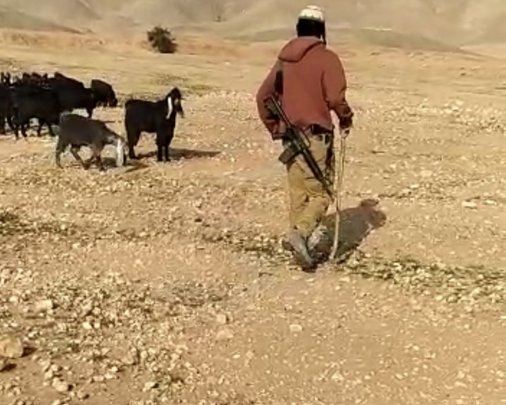 مستوطنون مسلحون يرعون مواشيهم بين منازل المواطنين ويتلفون ممتلكات شمال أريحا