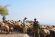 مستوطنون يهاجمون رعاة أغنام بطائرات مسيرة في قرية المنيا شرق بيت لحم