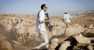 مستوطنون يطاردون رعاة الماشية في "تل ماعين" جنوب الخليل