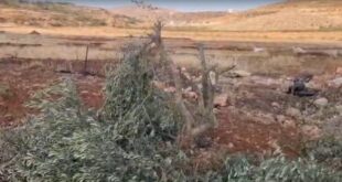 مستوطنون يقطعون نحو 100 شتلة زيتون بين قريتي المغير وأبو فلاح شمال شرق رام الله