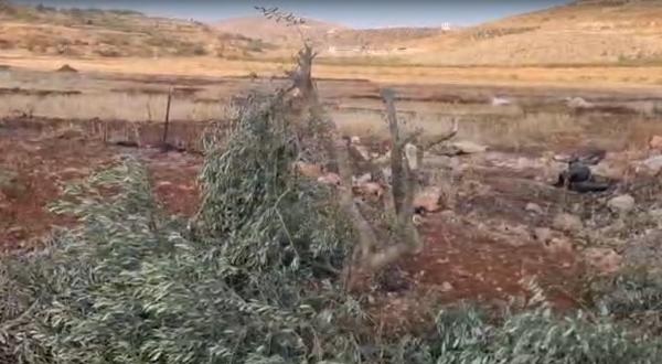 مستوطنون يقطعون نحو 100 شتلة زيتون بين قريتي المغير وأبو فلاح شمال شرق رام الله