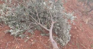 مستوطنون يحطمون أكثر من 150 شجرة زيتون بمسافر يطا جنوب الخليل