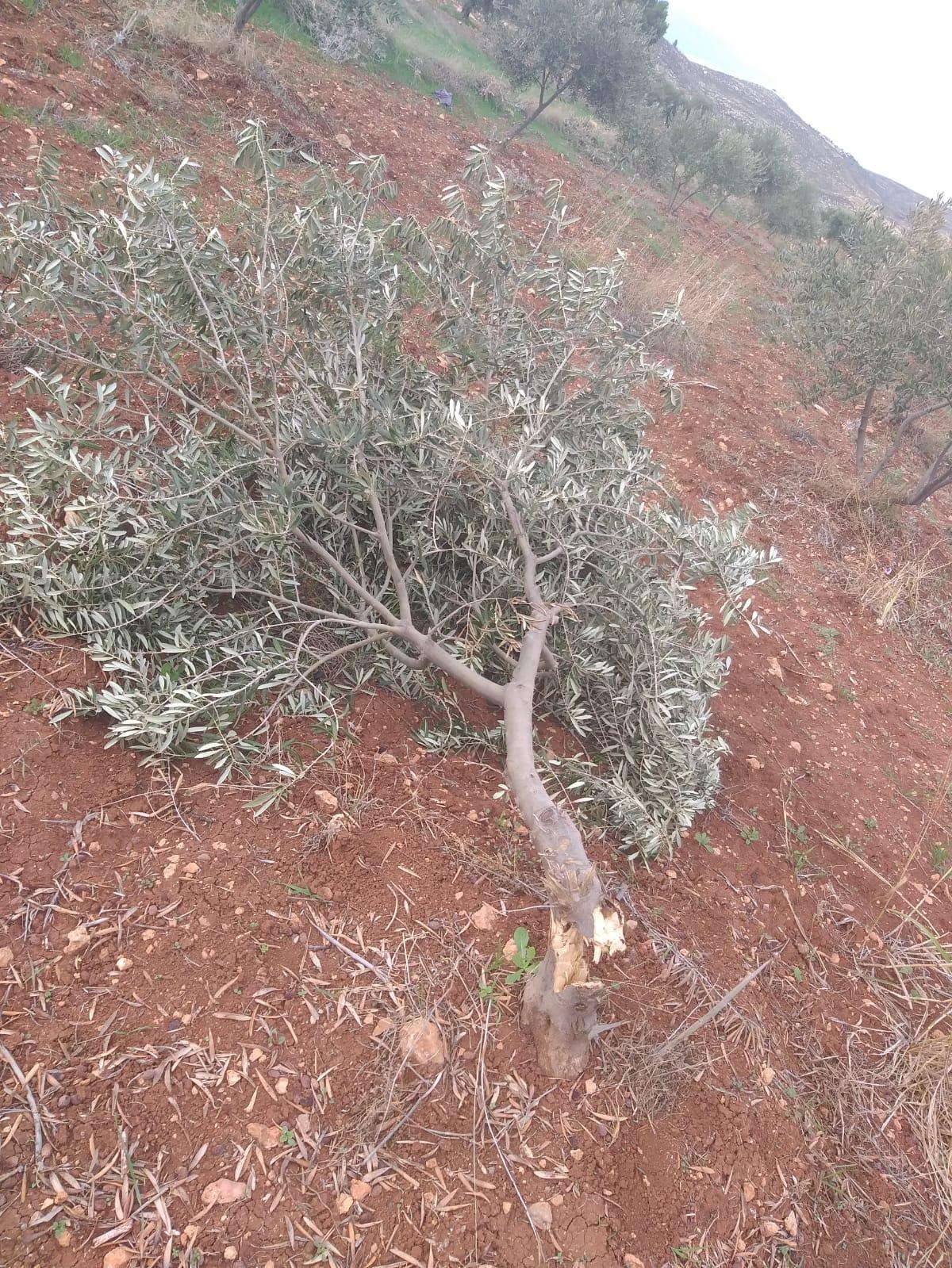 مستوطنون يحطمون أكثر من 150 شجرة زيتون بمسافر يطا جنوب الخليل