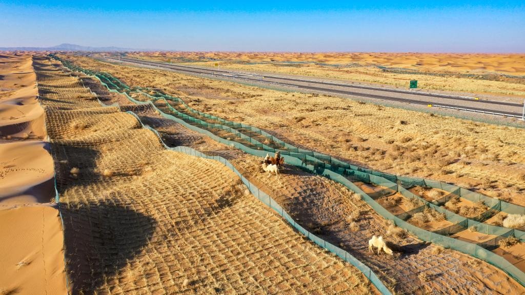 اليوم العالمي لمكافحة التصحر والجفاف : الصين تؤدي دورا رائدا في مكافحة التصحر عالميا