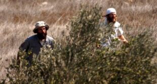 مستوطنون يقتلعون عدد كبير من أشجار الزيتون شرق قلقيلية