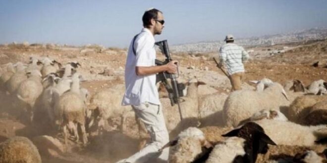 مستوطنون يطلقون أغنامهم بين المنازل قرب اريحا