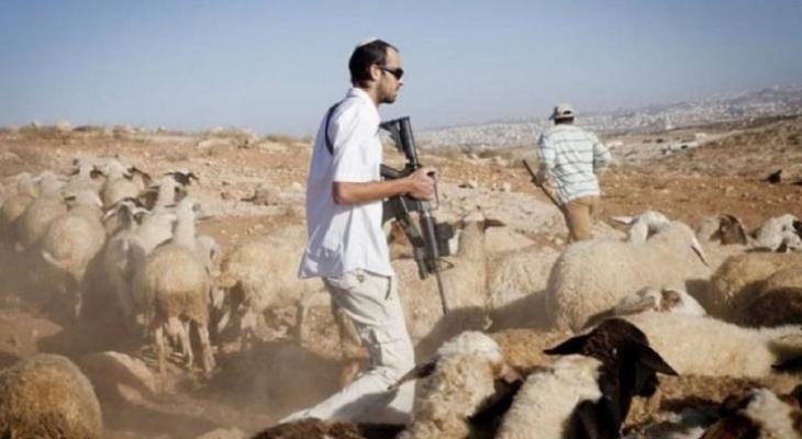 مستوطنون يطلقون أغنامهم بين المنازل قرب اريحا