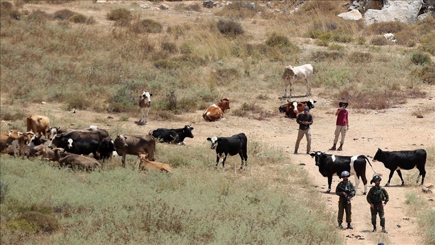 مستوطنون يطلقون مواشيهم في أراضي المواطنين بمسافر يطا جنوب الخليل