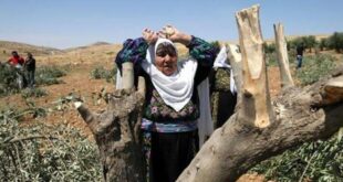 مستوطنون بحماية قوات الاحتلال يقطعون أشجار زيتون في قرية جلبون