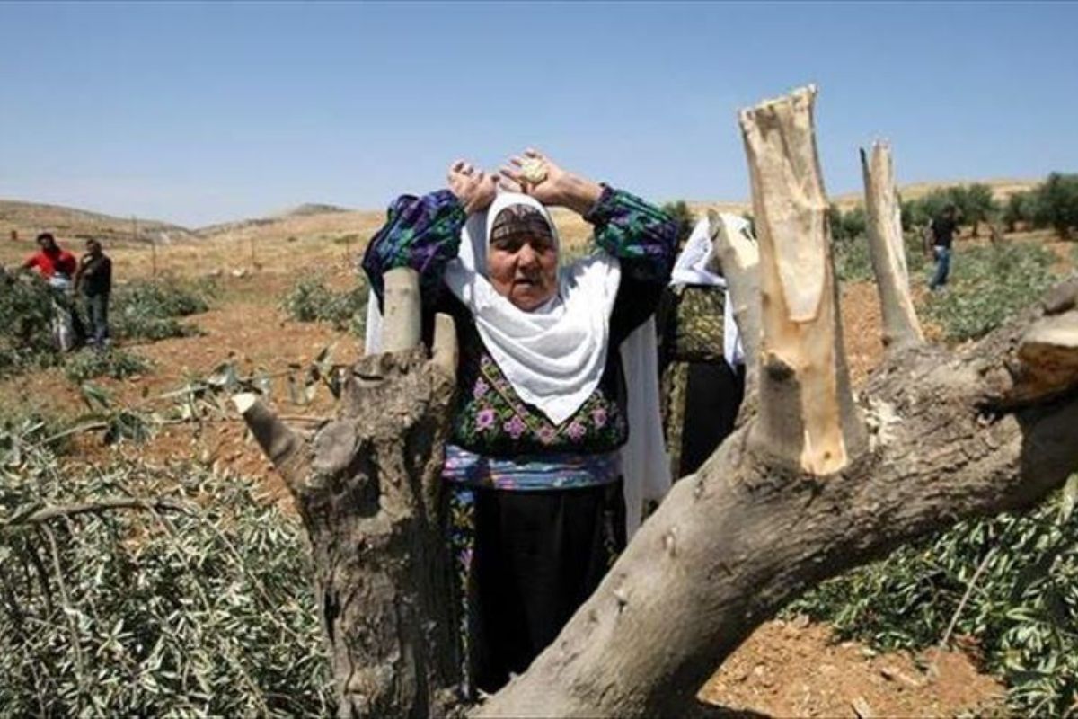 مستوطنون بحماية قوات الاحتلال يقطعون أشجار زيتون في قرية جلبون