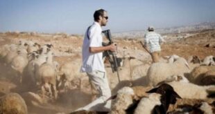 مستوطنون يستولون على مسكن شمال أريحا ويسرقون 60 رأس غنم