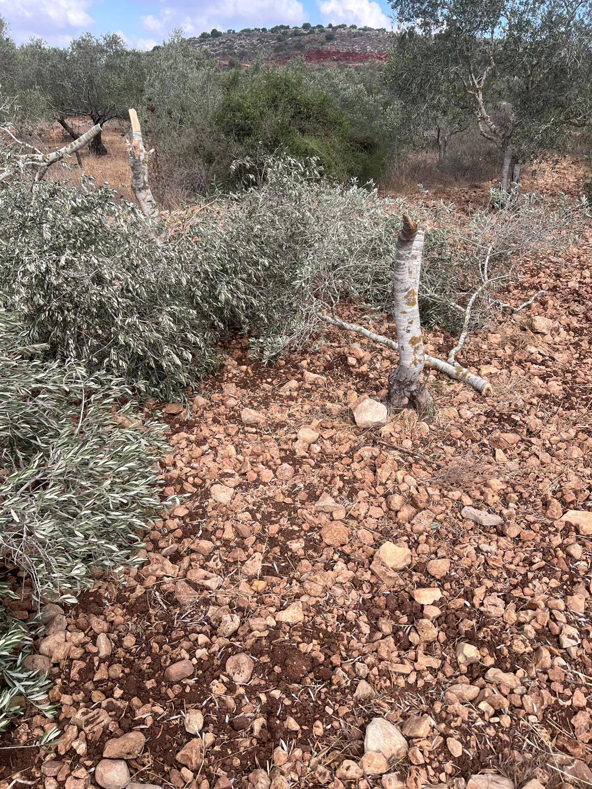 مستوطنون يقطعون أشجار زيتون في قرية فرخة جنوب سلفيت