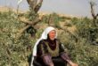 مستوطنون يهاجمون مواطنين ويقطعون أشجار زيتون جنوب سلفيت