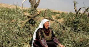 مستوطنون يهاجمون مواطنين ويقطعون أشجار زيتون جنوب سلفيت
