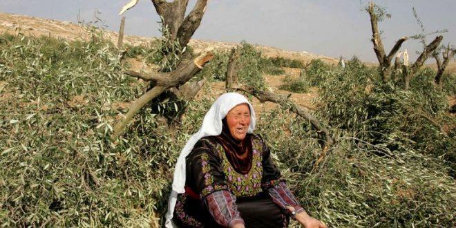مستوطنون يهاجمون مواطنين ويقطعون أشجار زيتون جنوب سلفيت