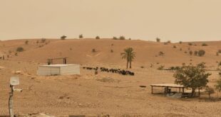 مستوطنون يطلقون مواشيهم بين منازل المواطنين في شلال العوجا شمال أريحا