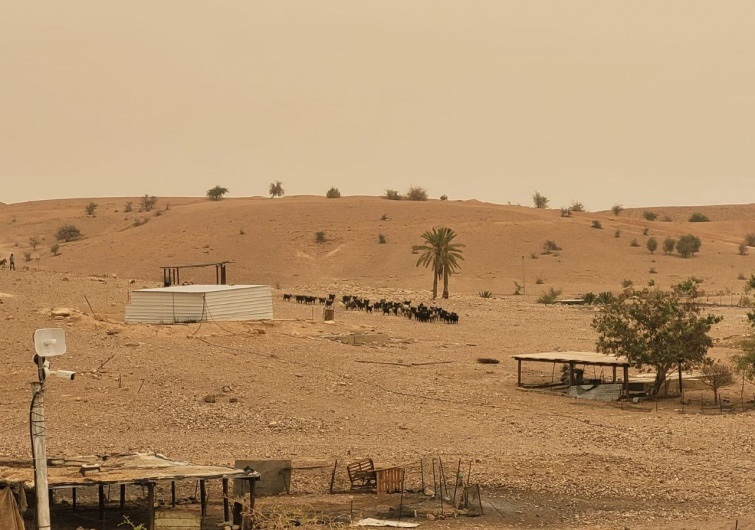 مستوطنون يطلقون مواشيهم بين منازل المواطنين في شلال العوجا شمال أريحا
