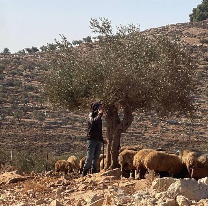 مستوطنون يقتحمون منطقة الحرايق في دير جرير شرق رام الله
