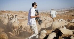 مستوطنون يسرقون رؤوس أغنام من محافظة بيت لحم والاحتلال يعتقل مواطنين