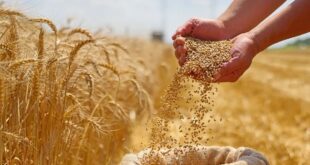 مشتريات الحبوب الصيفية في الصين تتجاوز 100 مليون طن لعام 2025