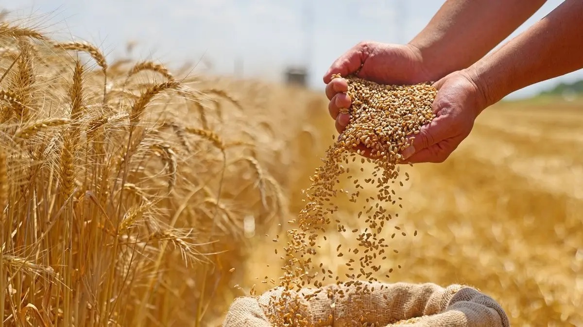 مشتريات الحبوب الصيفية في الصين تتجاوز 100 مليون طن لعام 2025