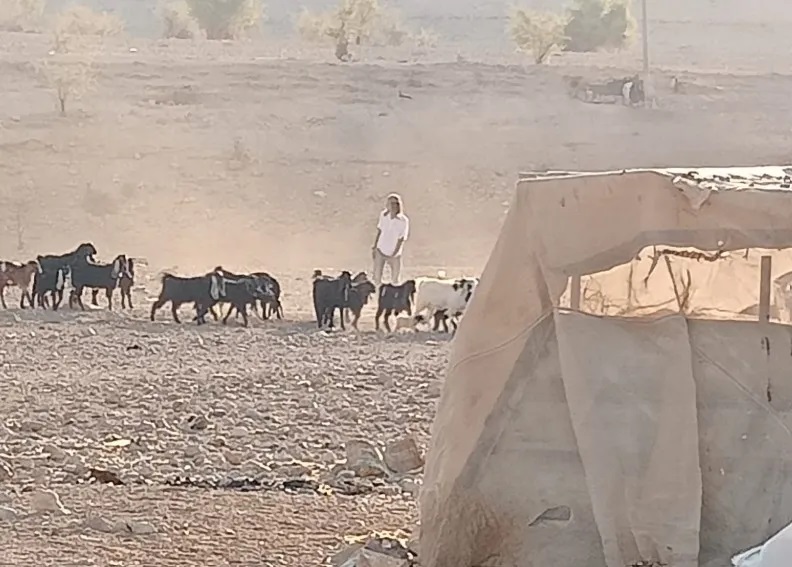 مستوطنون يقتحمون تجمع شلال العوجا ويتحركون حول البيوت وحظائر المواشي