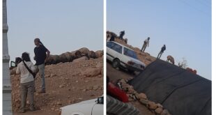 مستوطنون يقتحمون تجمع شلال العوجا ويقومون برعي مواشيهم أمام منازل السكان
