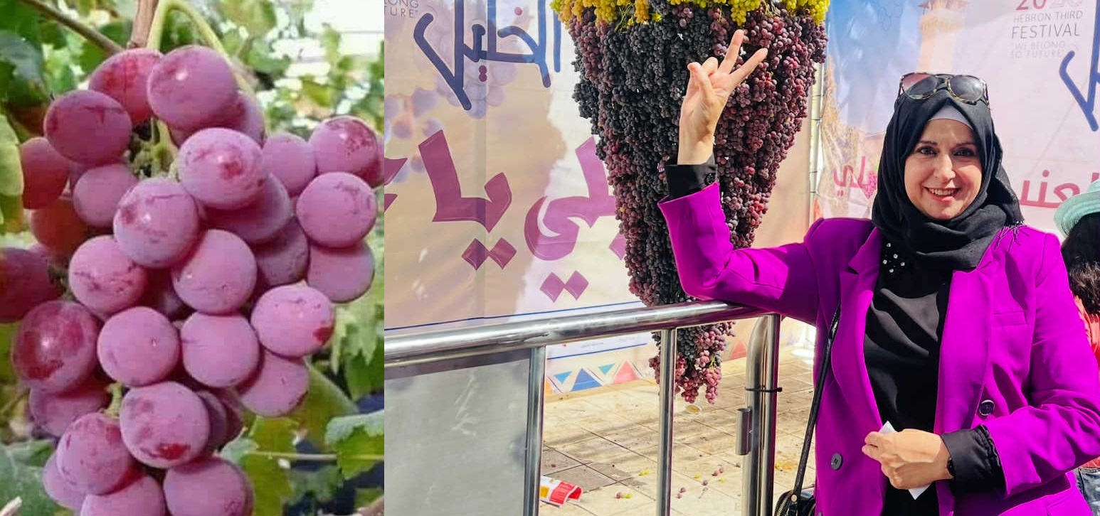 عناقيد الخليل … ، حين يُصادر الاحتلال مواسم الندى ، بقلم : د. منى أبو حمدية