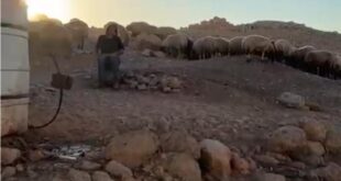 مستوطنون يرعون مواشيهم وسط منازل شلال العوجا بأريحا