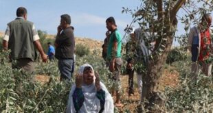 مستوطنون يقطعون أشجار زيتون في عقربا ويحطمون 3 مركبات في جوريش جنوب نابلس