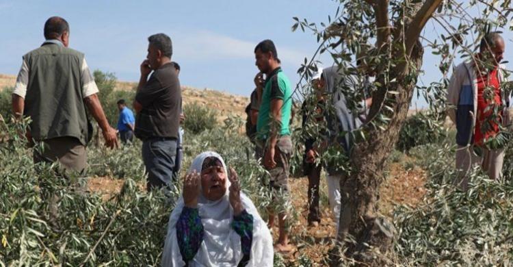 مستوطنون يقطعون أشجار زيتون في عقربا ويحطمون 3 مركبات في جوريش جنوب نابلس