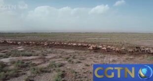 الصين : من "سفينة الصحراء" إلى "سفينة الصناعة" : طريق الانتعاش الكامل في موطن "الإبل الأبيض"